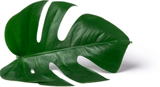 about leaf 1 1